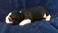 starz Girl 2 Week 1